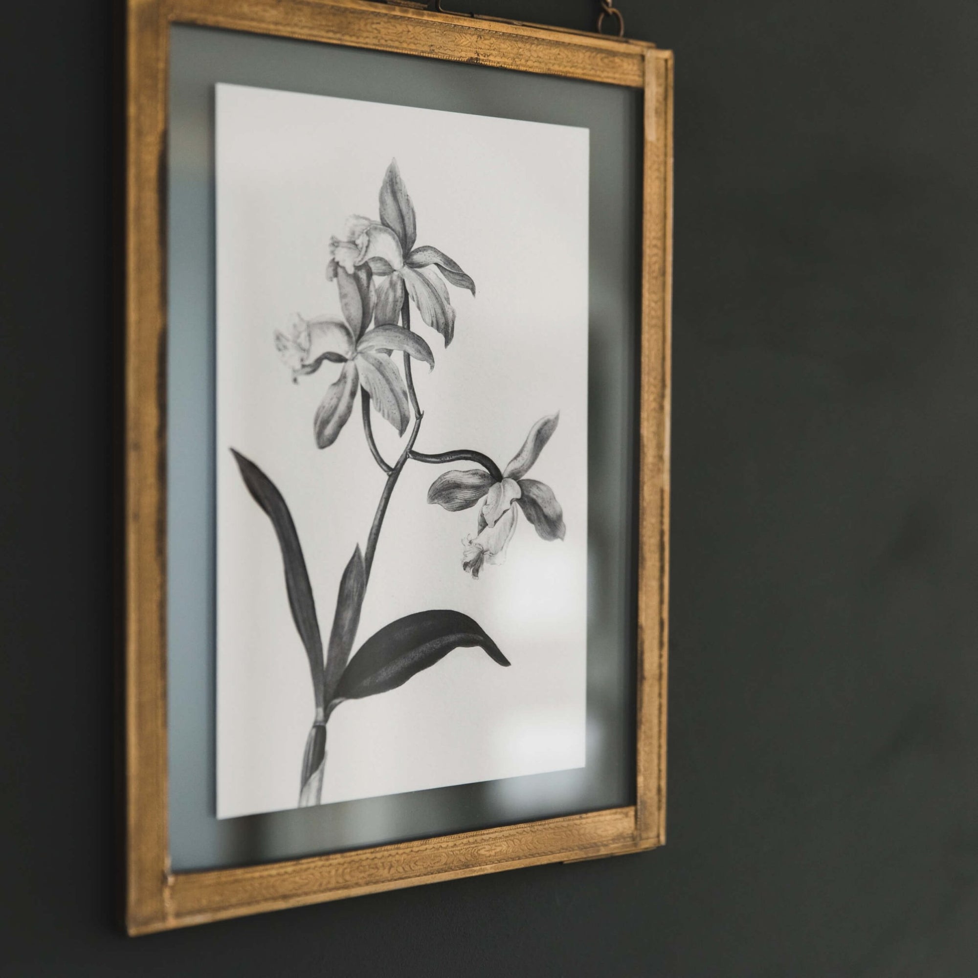 'Cattleya' Vintage Botanical Illustration Print - I am Nat Ltd - Print