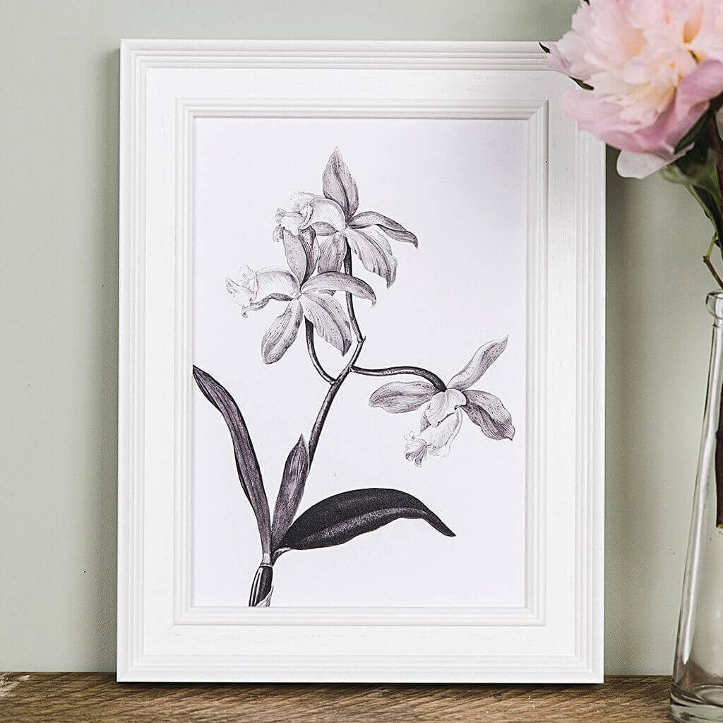 'Cattleya' Vintage Botanical Illustration Print - I am Nat Ltd - Print