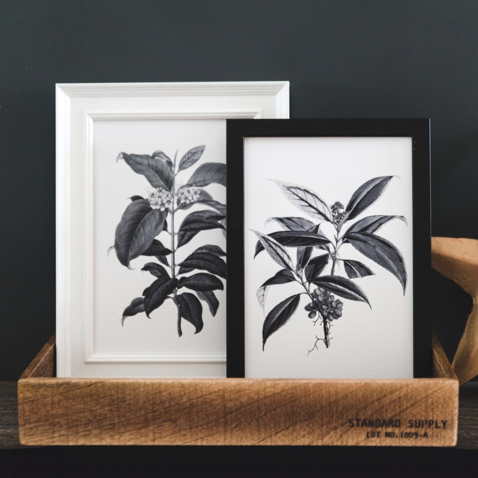 'Metrosideros' Vintage Botanical Illustration Print - I am Nat Ltd - Print