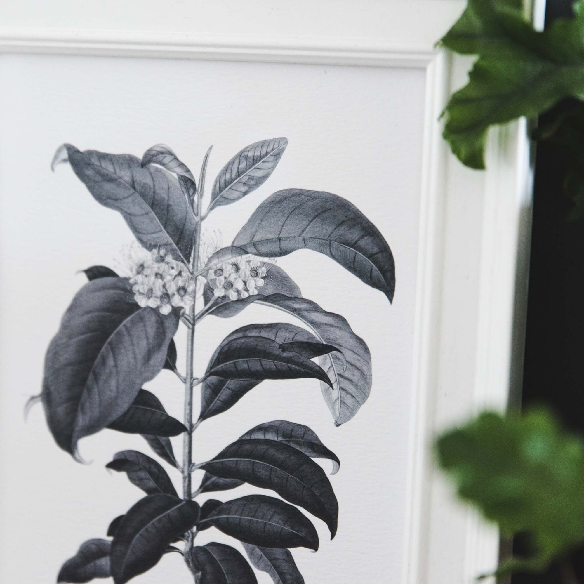 'Metrosideros' Vintage Botanical Illustration Print - I am Nat Ltd - Print