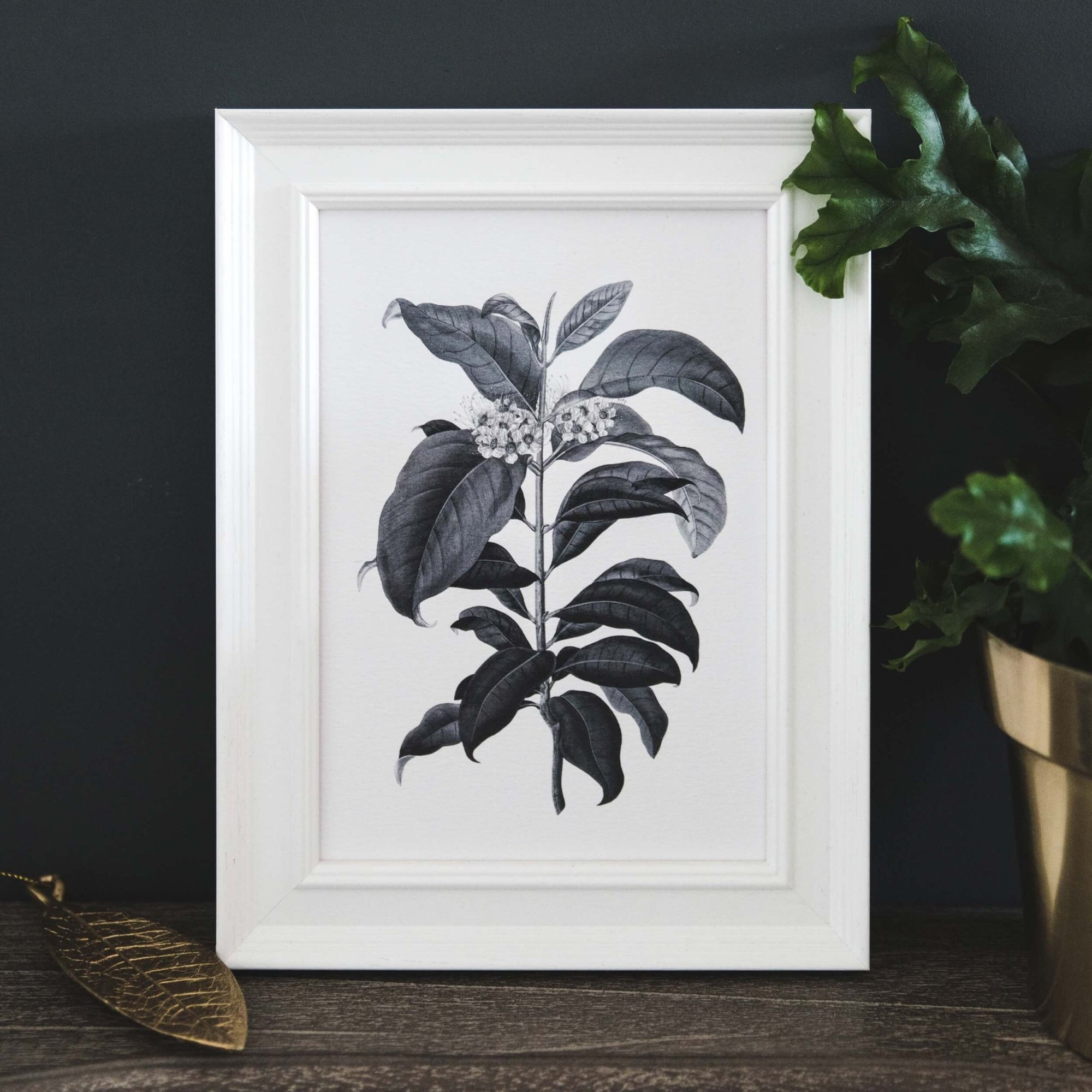 'Metrosideros' Vintage Botanical Illustration Print - I am Nat Ltd - Print