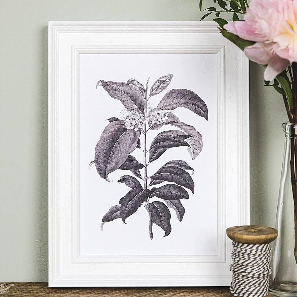 'Metrosideros' Vintage Botanical Illustration Print - I am Nat Ltd - Print
