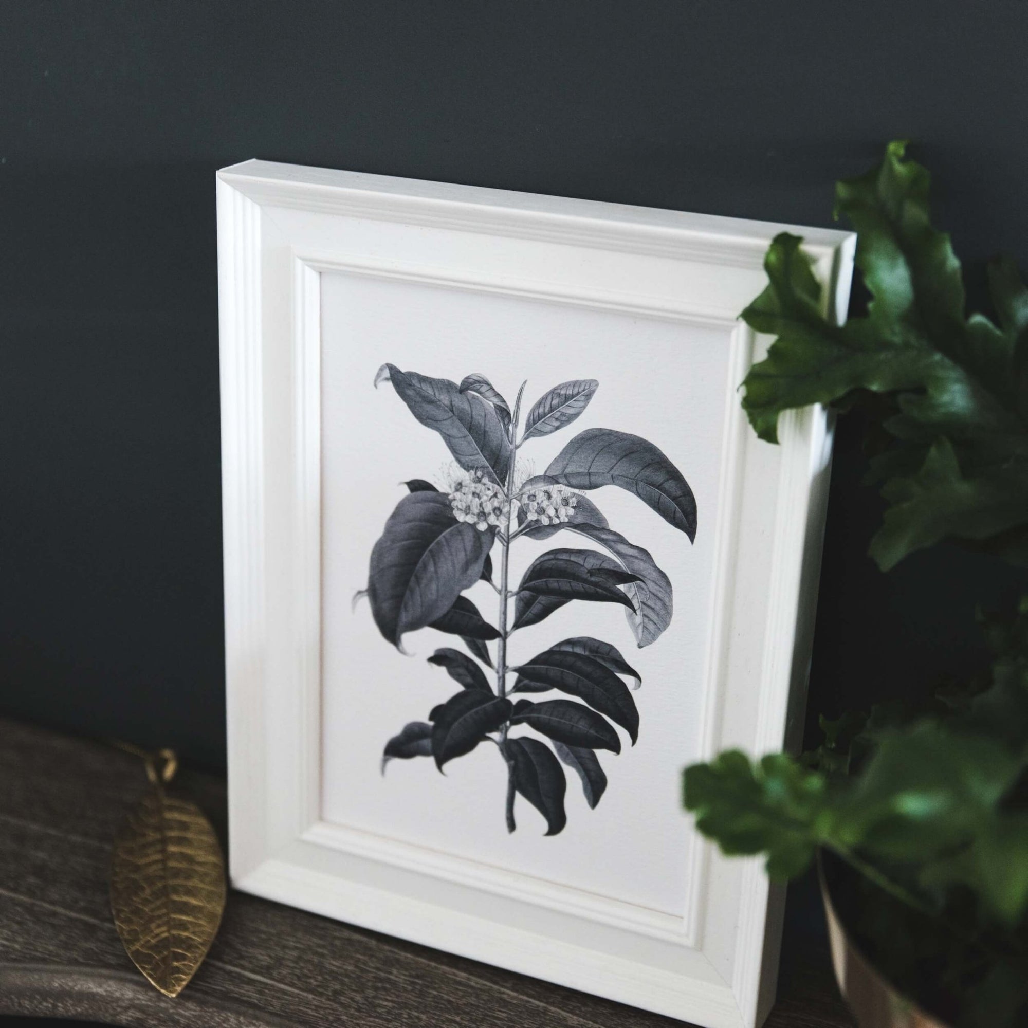 'Metrosideros' Vintage Botanical Illustration Print - I am Nat Ltd - Print