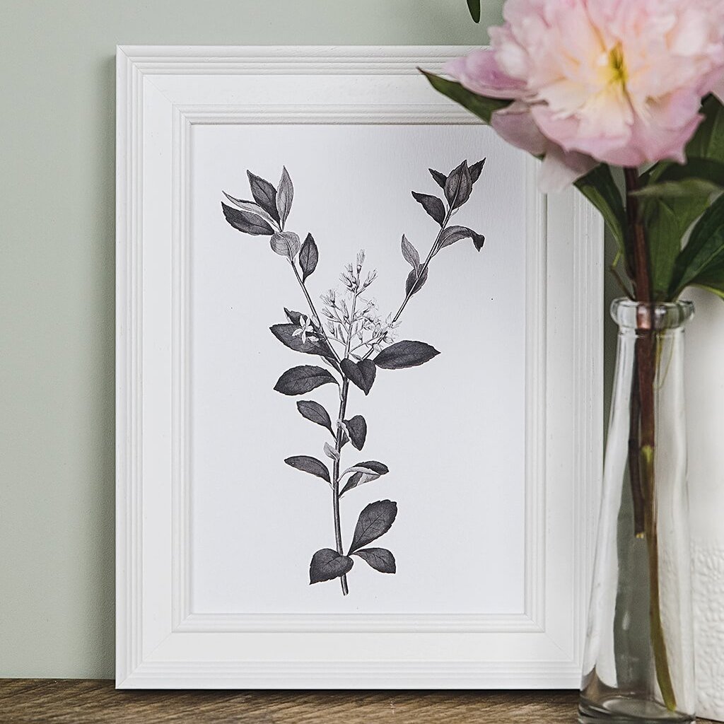 'Rhaphiolepis' Vintage Botanical Illustration Print - I am Nat Ltd - Print