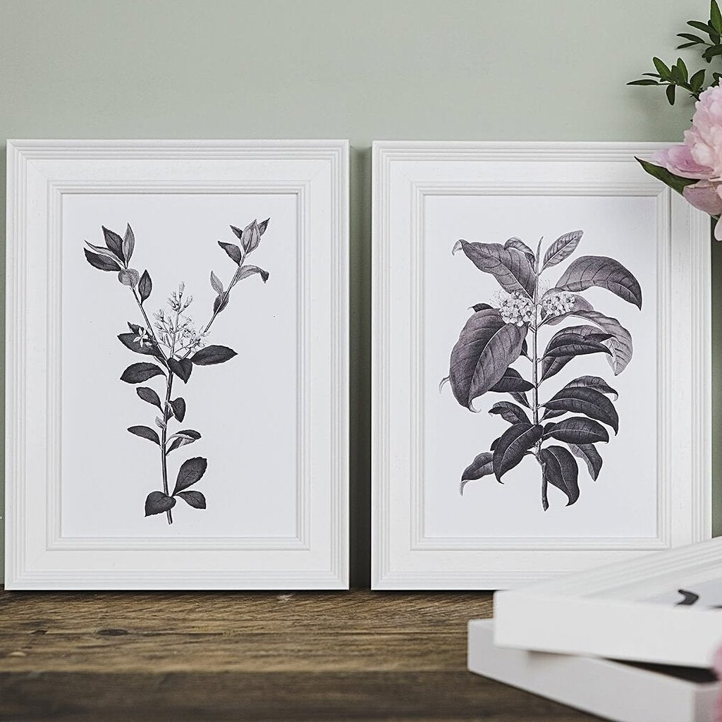 'Rhaphiolepis' Vintage Botanical Illustration Print - I am Nat Ltd - Print