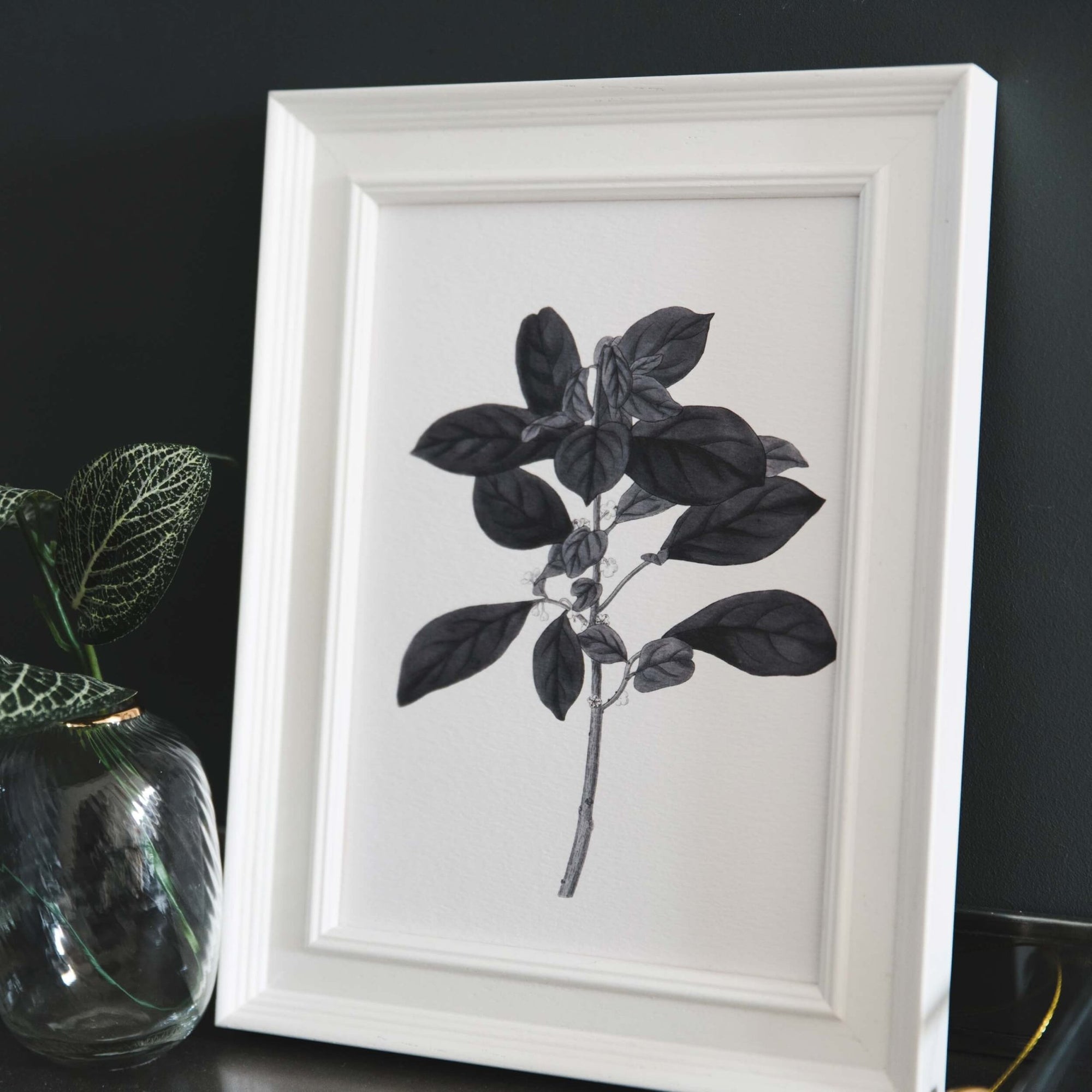 'Securinega' Vintage Botanical Illustration Print - I am Nat Ltd - Print