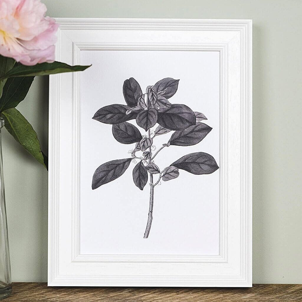 'Securinega' Vintage Botanical Illustration Print - I am Nat Ltd - Print