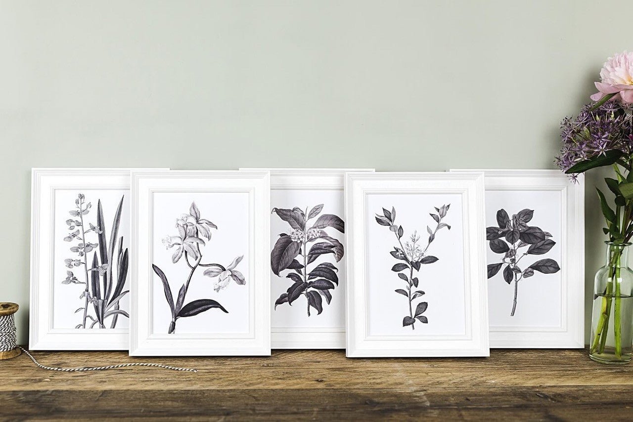 'Securinega' Vintage Botanical Illustration Print - I am Nat Ltd - Print