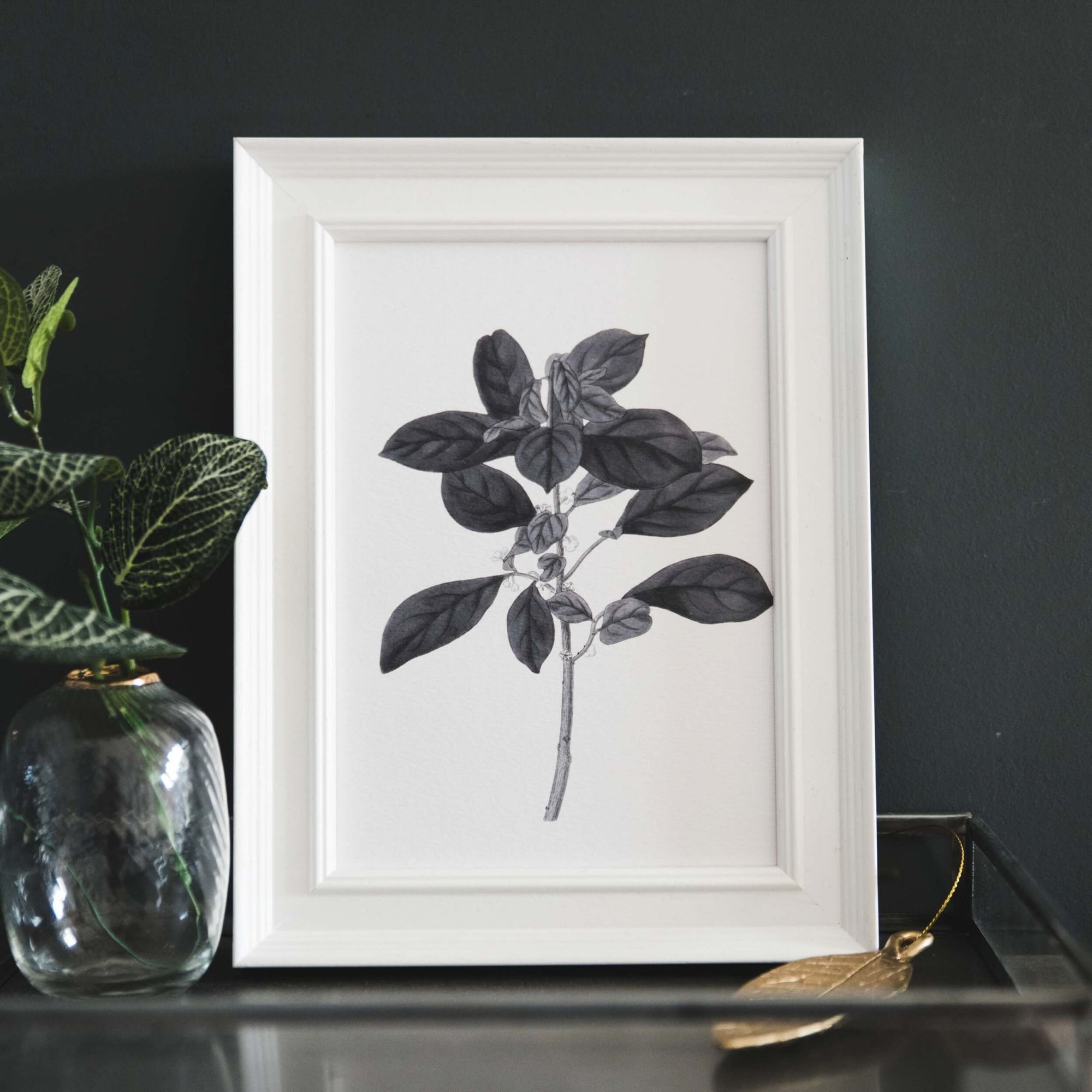 'Securinega' Vintage Botanical Illustration Print - I am Nat Ltd - Print