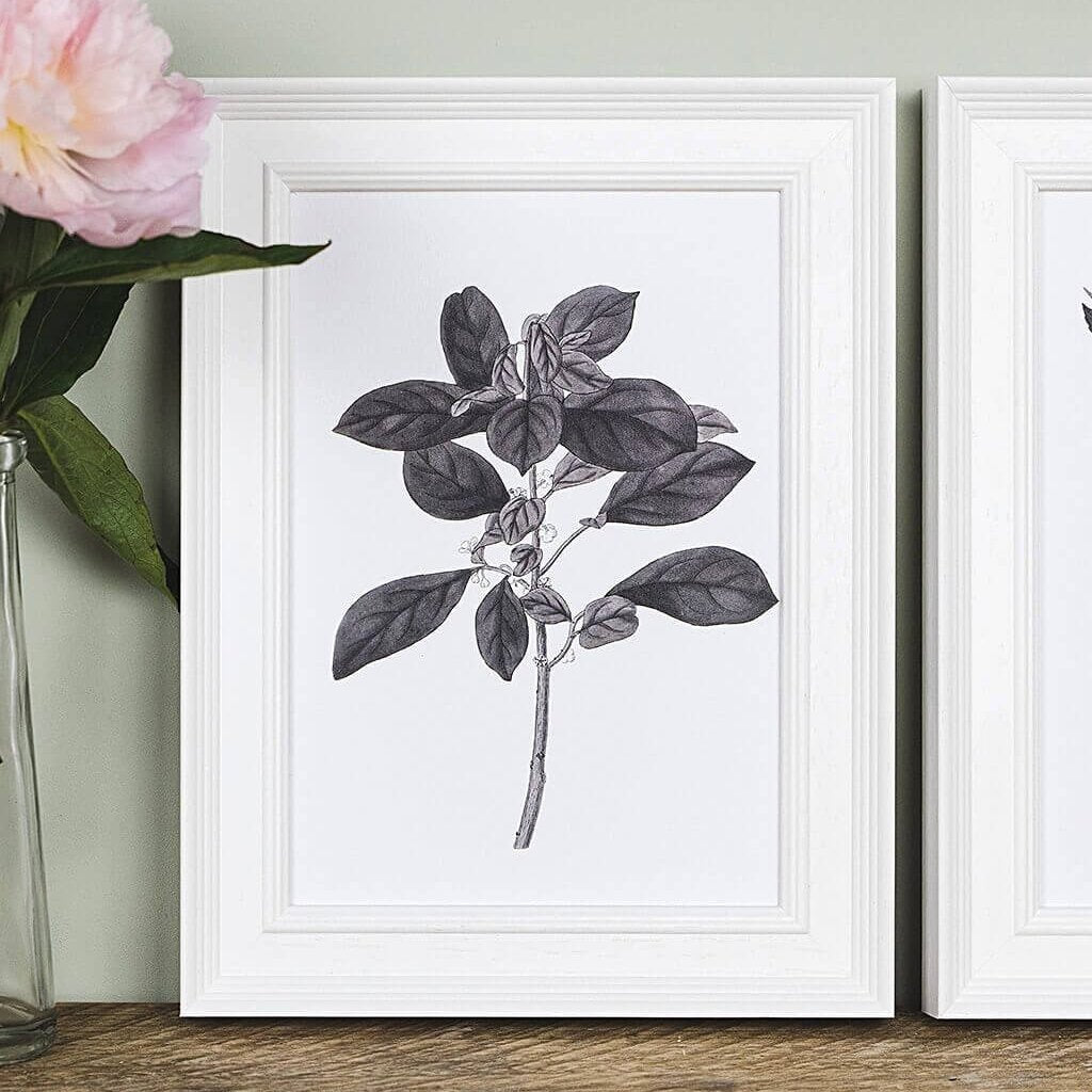 &#39;Securinega&#39; Vintage Botanical Illustration Print - I am Nat Ltd - Print